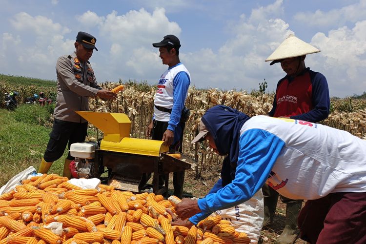 Kapolsek Bergas Polres Semarang AKP Harjono berbincang dengan petani jagung yang sedang panen