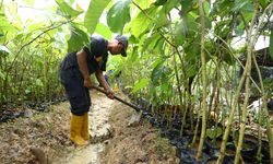 Sejumlah 12.000 Pohon Jati Emas Kembali Ditanam di Batam