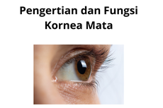 Pengertian dan Fungsi Kornea Mata