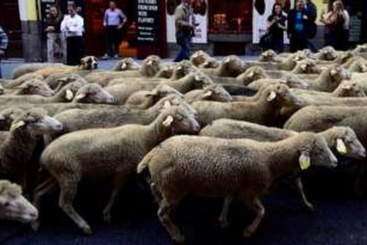 Sekitar 1.000 ekor domba masuk ke pusat kota Huesca, Spanyol setelah kabur dari kandang mereka akibat sang gembala ketiduran.