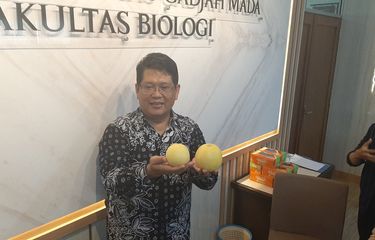 Mengenal Baby Melon Hikapel, Melon Seukuran Apel, Apa Keistimewaannya?