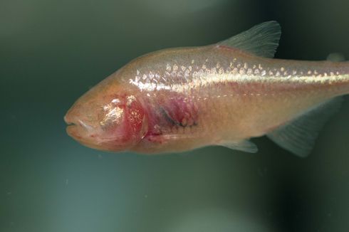 Bagaimana Ikan Cavefish yang Buta Ini dapat Temukan Jalan di Kegelapan?