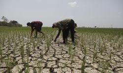Berkat AUTP, Petani Rancaekek Bisa Klaim Pengganti Modal dan Langsung Tanam Lagi