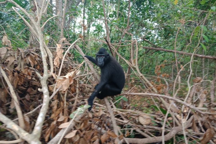 Yaki, salah satu hewan endemik Sulawesi Utara yang ada di Taman Wisata Alam Batu Putih, Bitung, Kamis (31/8/2018).