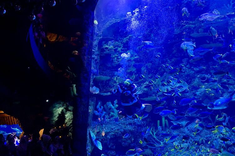 Show Mermaid dan Santa Underwater BXSea di area Raja Ampat BXSea, Sabtu (27/12/2025).