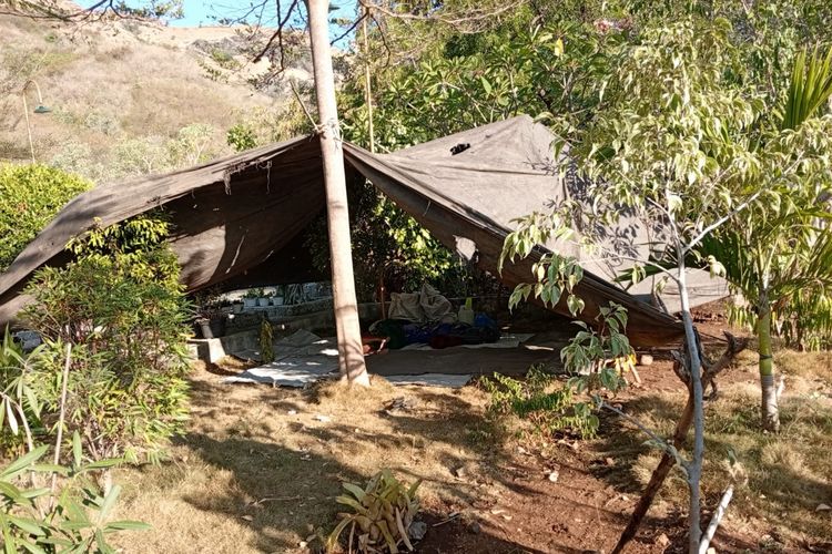 Sembunyi di Kebun karena Takut Gempa Susulan, Pengungsi di Sikka Malah Digigit Ular