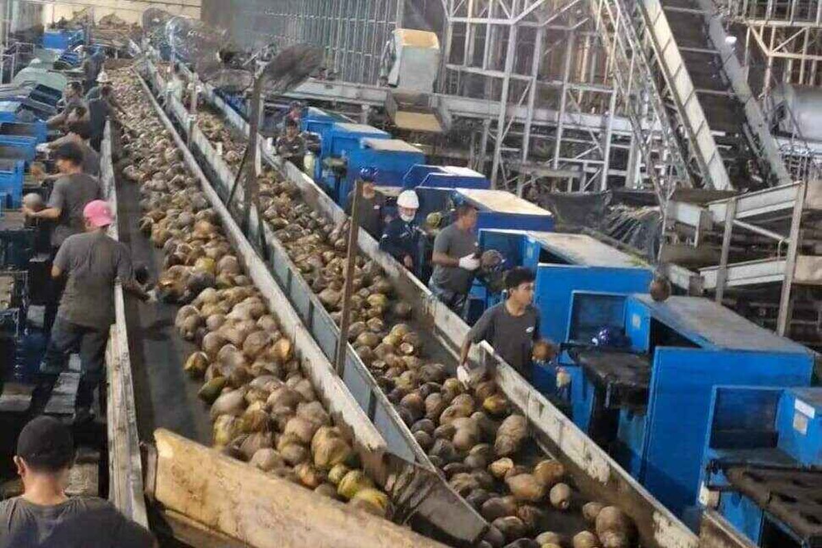 Pabrik kelapa di Tobelo Selatan