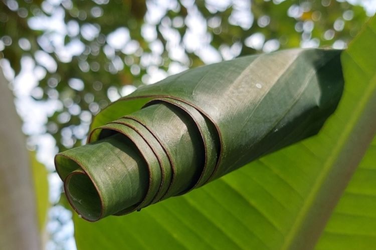 Daun pisang yang terserang ulat penggulung daun