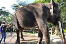 Siapa Bilang Bali Tak Punya Atraksi Gajah?