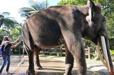 Malam Hari Keliling Hutan Taro Naik Gajah, Berani?