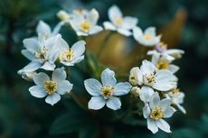 Cari Tahu Arti Bunga Melati dan Fakta-Fakta Menarik di Balik Warnanya yang Cantik