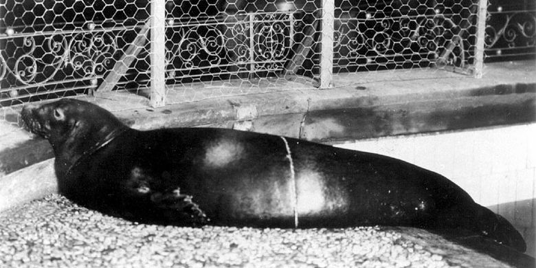 Anjing laut karibia (Monachus tropicalis) terakhir kali terlihat pada 1952.
