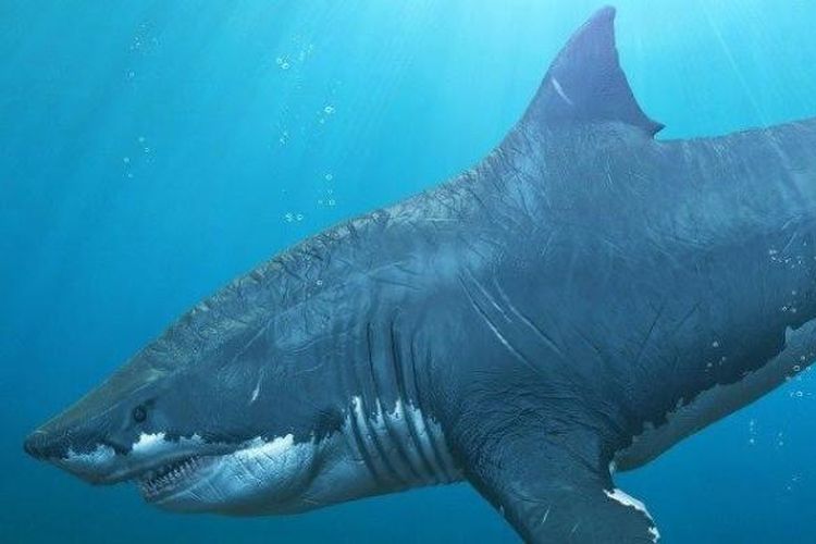 Megalodon, kerabat Megalolamna paradoxodon, jenis hiu purba yang baru saja ditemukan.