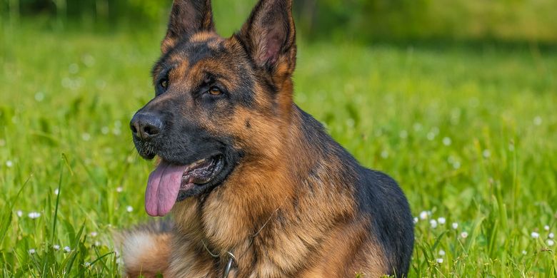 10 Ras Anjing Yang Paling Pintar German Shepherd Hingga Pudel Halaman All Kompas Com