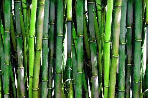 Kandungan Nutrisi Bambu, dari Serat hingga Berbagai Vitamin