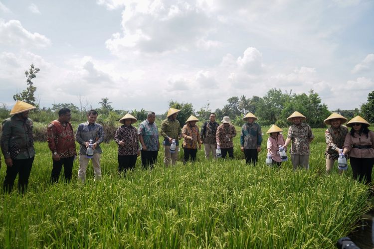 Jajaran direksi PTBA dan pihak terkait lainnya berkunjung ke lokasi demplot di Desa Bimomartani untuk melihat lokasi uji coba implementasi kalium humat serta mendengarkan testimoni para petani. 

