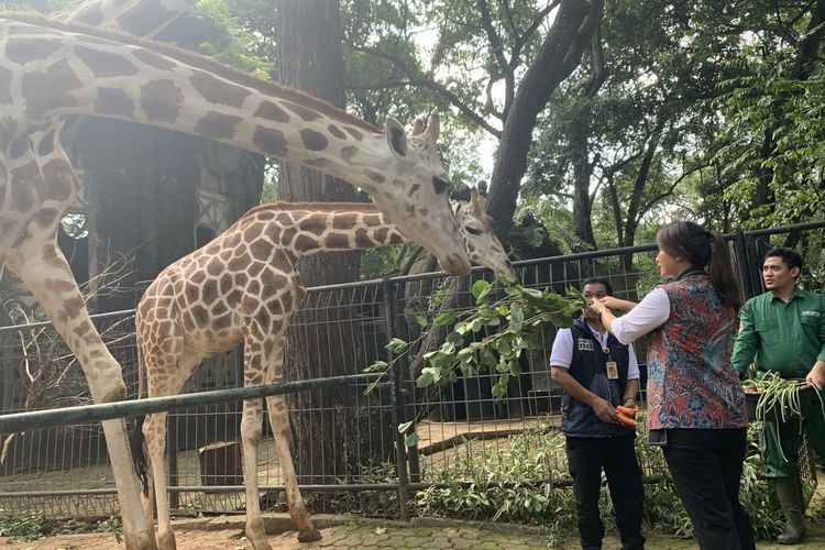 Wakil Menteri Pariwisata Ni Luh Puspa memastikan Taman Margasatwa Ragunan siap menerima lonjakan pengunjung selama libur Tahun Baru 2025.