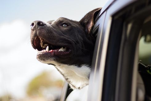 Lakukan 5 Hal Ini saat Mengajak Anjing Peliharaan Bepergian