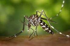8 Cara Ampuh Mengusir Nyamuk dengan Bawang Putih