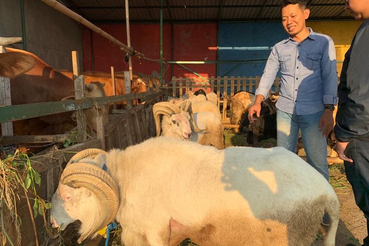 Lapak penjualan hewan kurban milik Eko (38) yang berlokasi di Jalan Baru Underpass, Bekasi Timur, Rabu (14/6/2023). Eko menyediakan sapi, kambing, dan domba untuk dikurbankan pada hari raya Idul Adha tahun ini.