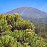8 Fakta Edelweis, Bunga Abadi di Gunung yang Tak Boleh Dipetik