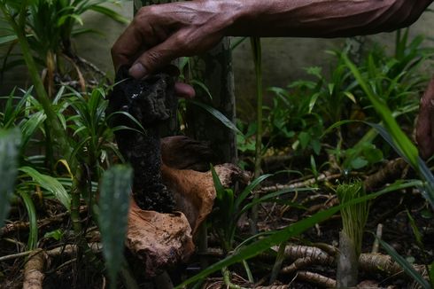 Bunga Bangkai Tumbuh di Pemukiman Padat Penduduk Kota Bandung