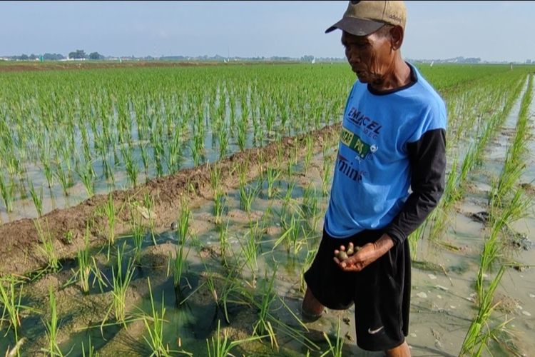 Mudin (64) Petani Desa Bayalangu Lor Kecamatan Gegesik Kabupaten Cirebon menceritakan kondisi tanam mundur yang membuatnya tidak kerja di sawah dan menjadi pencari rongsok sementara, saat ditemui Kompas.com, Senin (4/3/2024) siang