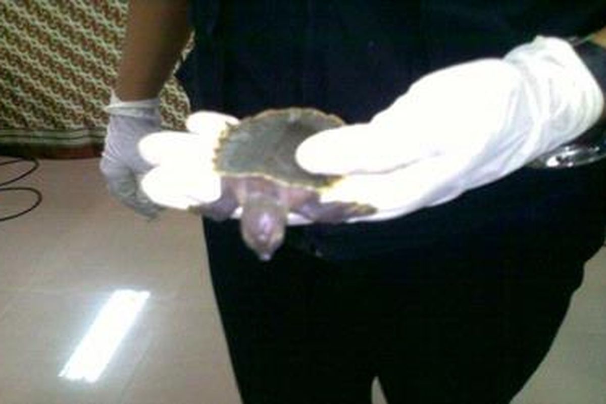 Kura-kura moncong babi gagal diselundupkan oleh Bea dan Cukai Bandara Soekarno-Hatta, dari Jakarta ke Hongkong, Selasa (2/2/2010).