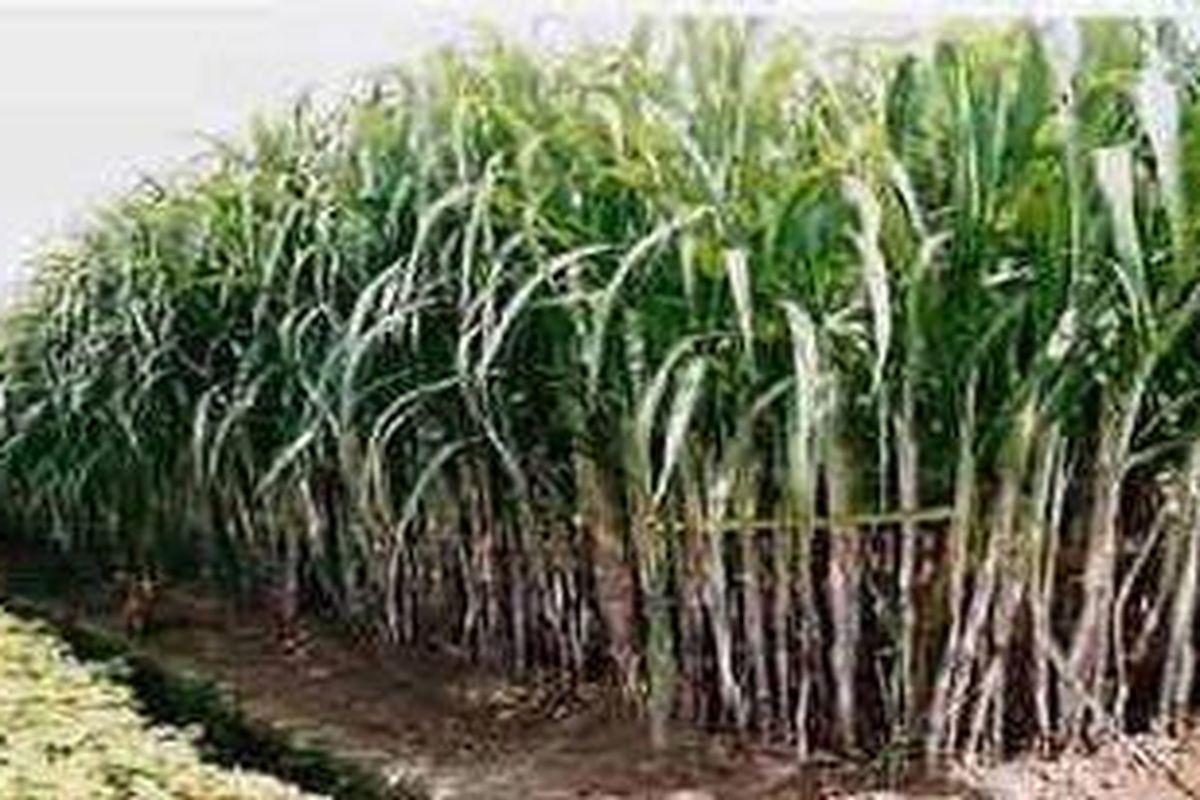 Keterangan: Pada saat musim panen dan giling tebu seperti sekarang, gula impor membanjiri pasar domestik sehingga harga gula di tingkat petani anjlok. 