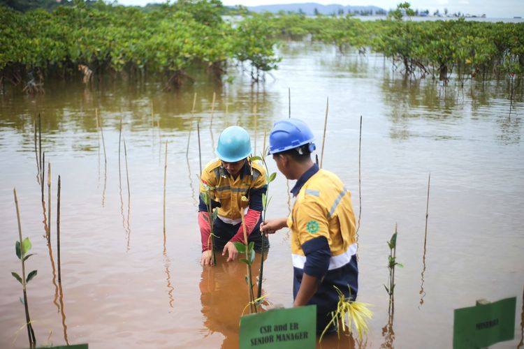 Antam melakukan rehabilitasi DAS Poleang.