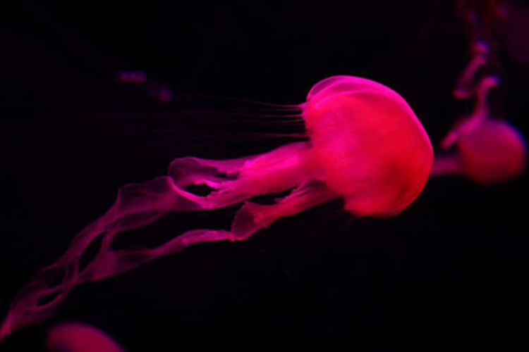 Wahana Jelly Fish Exhibit di Seaworld Ancol.