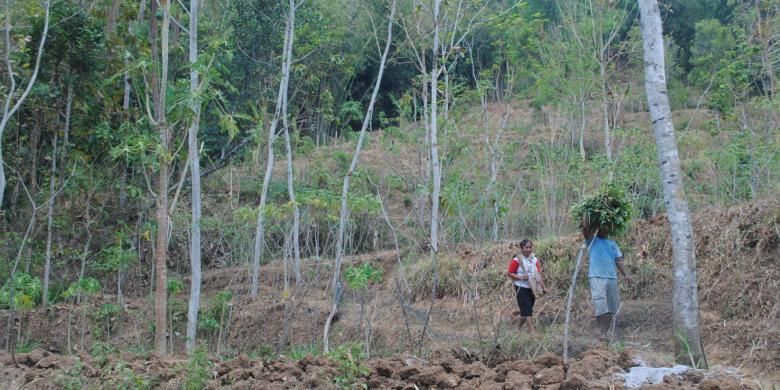 Warga tampak membawa rumput di lereng Bukit Menoreh, kawasan Kecamatan Borobudur, Kabupaten Magelang, Jawa Tengah, Selasa (8/9/2015).