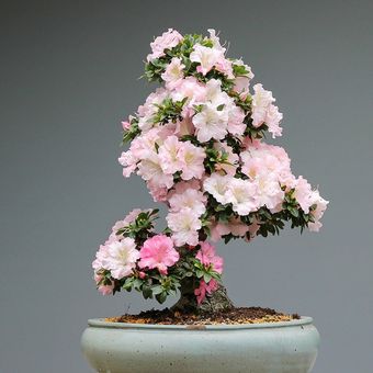 Ilustrasi tanaman bonsai. 