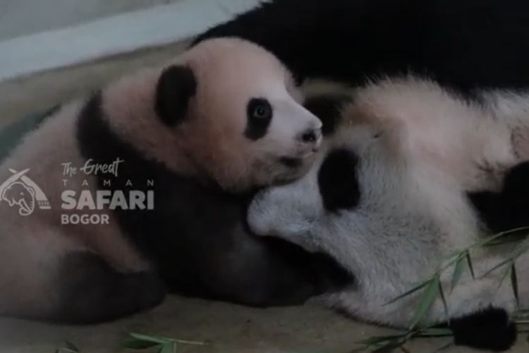 Bayi panda Satrio Wiratama atau Baby Rio diperkirakan bisa tampil di indoor exhibit Taman Safari Indonesia (TSI) Bogor pada Juni 2026. Rio yang lahir di TSI kini berusia 120 hari dengan berat 7,2 kilogram dan memasuki fase penting, yakni belajar berdiri tegak serta berjalan mandiri bersama induknya, Hu Chun, Jumat (27/3/2026)