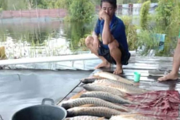 Banjir menyebabkan kematian ikan arwana peliharaan warga di Kecamatan Suhaid, Kabupaten Kapuas Hulu , Provinsi Kalimantan Barat. 