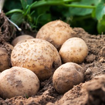 Ilustrasi kentang, menanam kentang. 