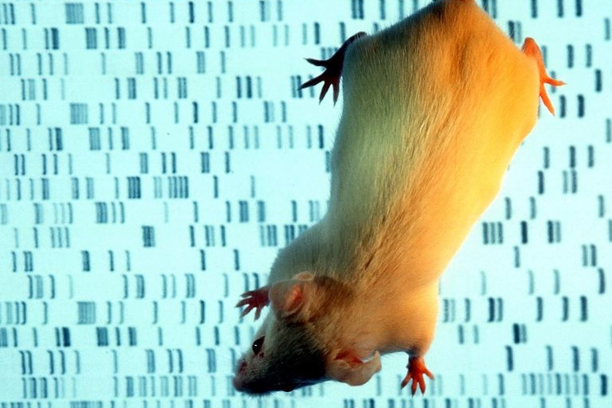 Chimera gabungan tikus dengan stem cell manusia.