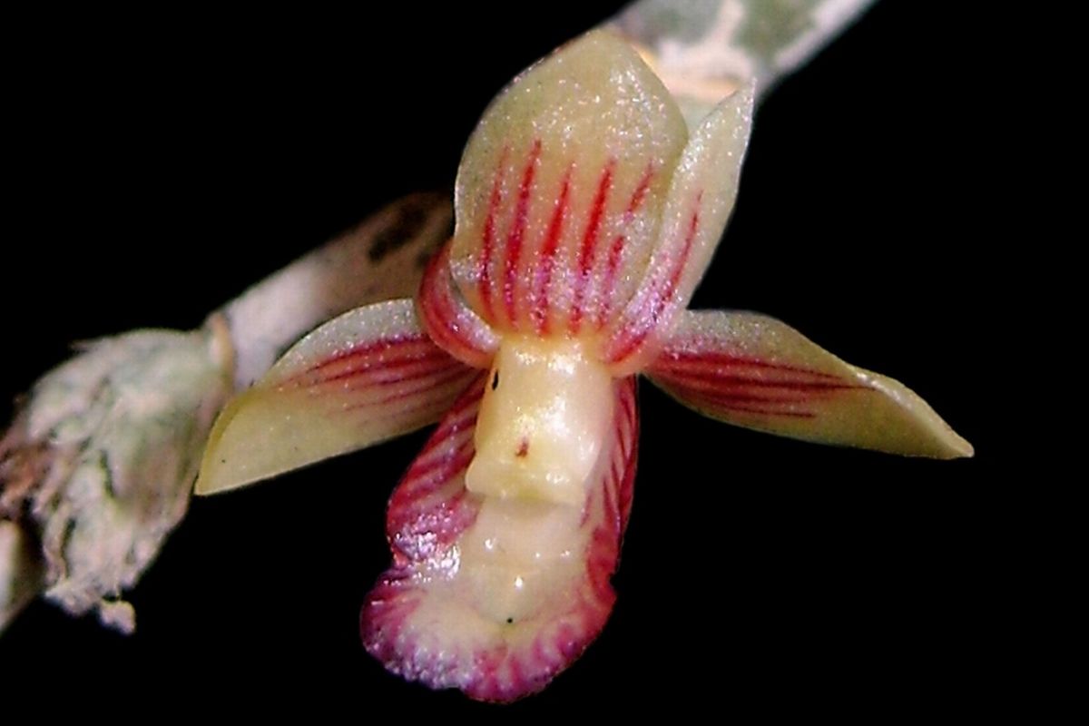 Spesies baru tumbuhan unik, spesies baru anggrek dendrobium. Dendrobium rubrostriatum oleh Destario Metusala.