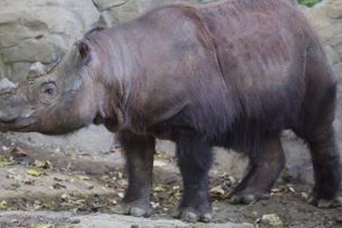 Harapan, badak sumatera, saat berada di kandangnya untuk terakhir kalinya di Kebun Binatang dan Taman Botani Cincinnati, Amerika Serikat, pada 29 Oktober 2015. Harapan kini sudah berada di Indonesia dan diharapkan menjadi harapan baru bagi konservasi badak dunia. 
