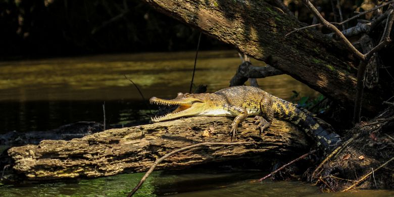 Buaya Bertubuh Ramping Afrika Tengah (Mecistops leptorhynchus) merupakan spesies buaya baru yang ditemukan di Afrika Tengah