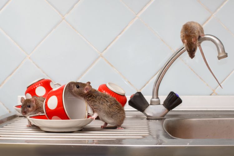 Ilustrasi tikus di dapur.