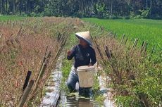 Kisah Petani Cabai di Kebumen Gagal Panen Saat Harga Melonjak 