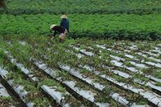 Tak Lindungi Petani, Pemerintah Dinilai Terlalu Takut kepada WTO