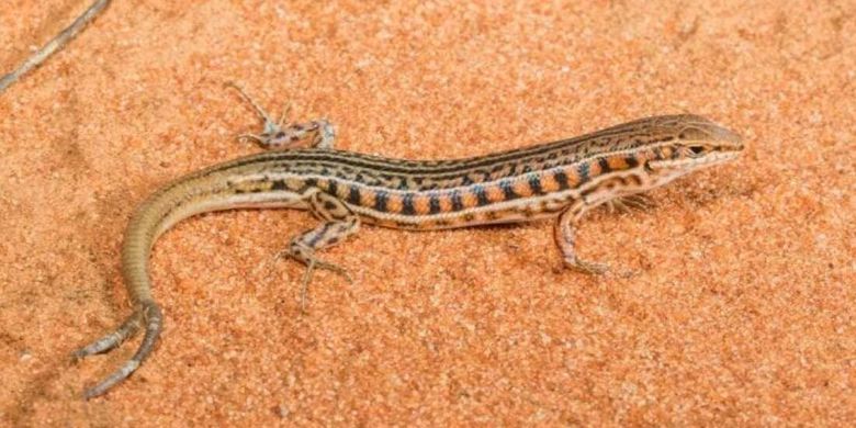 Seekor kadal (Ctenotus schomburgkii) di Australia memiliki ekor bercabang dua.