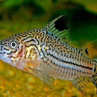 Ilustrasi ikan Corydoras. 