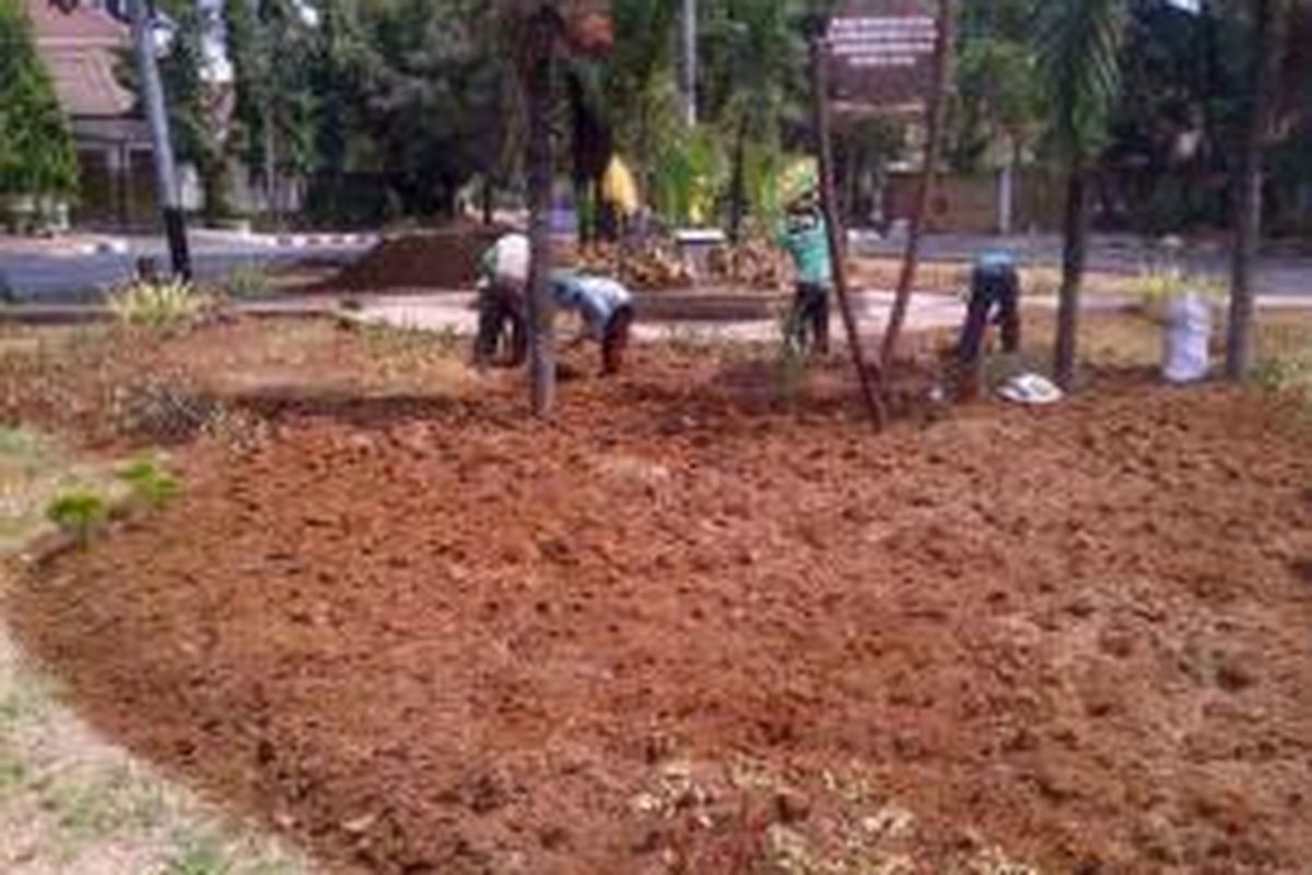 Beberapa pekerja tengah mencabuti tanaman yang sudah mati dan kering di taman di Jalan Agus Salim, Menteng, Jakarta Pusat, Sabtu (25/10/2014).