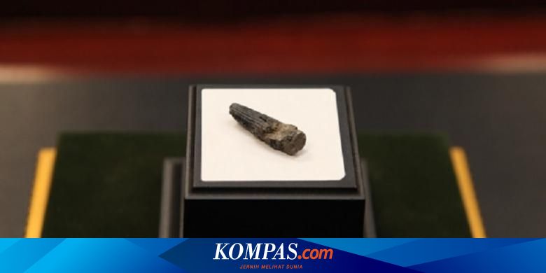オンラインでスピノサウルスの歯科化石を購入する経験。