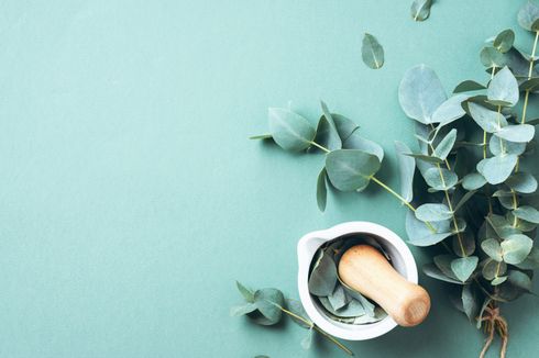 Kementan Bakal Gandeng UI untuk Uji Klinis Produk Eucalyptus