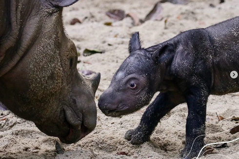 Bayi Badak Sumatera Lahir di Taman Way Kambas, Kini Total Ada 9 Ekor