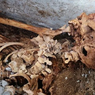 Ahli Temukan Mumi Budak di Kuburan Pompeii, Masih dalam Kondisi Baik
